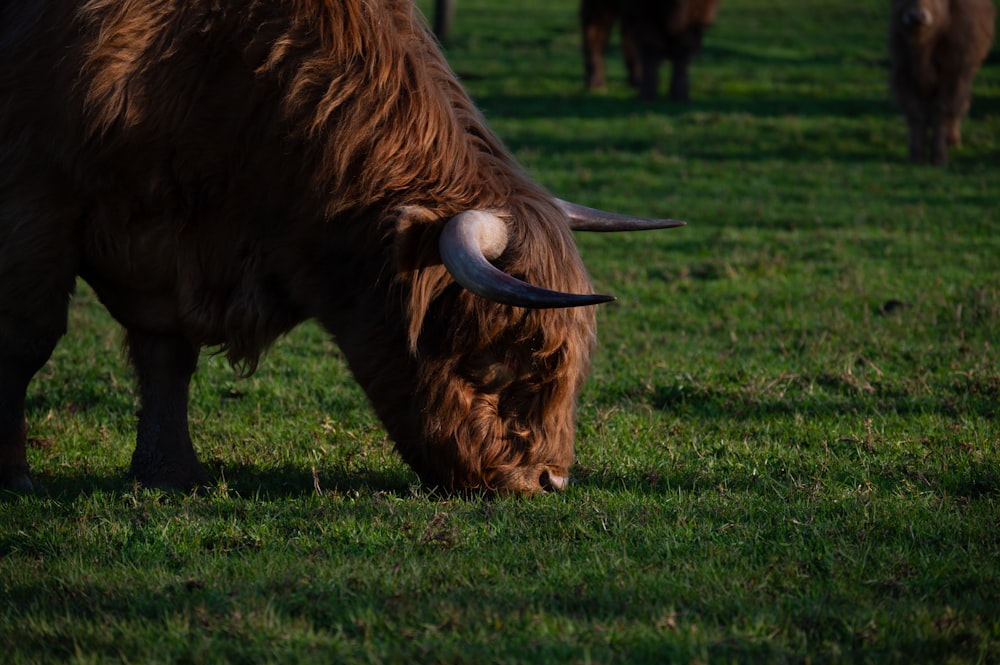 a close up of a bull grazing in a field