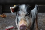 A close-up of a spotted pig with black and white fur, looking directly at the camera. The pig is in a pen with straw and a few indistinct objects scattered on the ground. Its ears are slightly perked, and there is a small yellow tag on one ear.