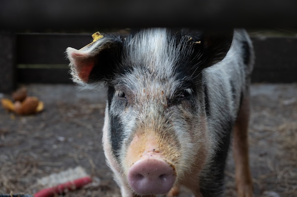 Close-up of a proud show pig standing in a sunlit pen with rich natural tones.