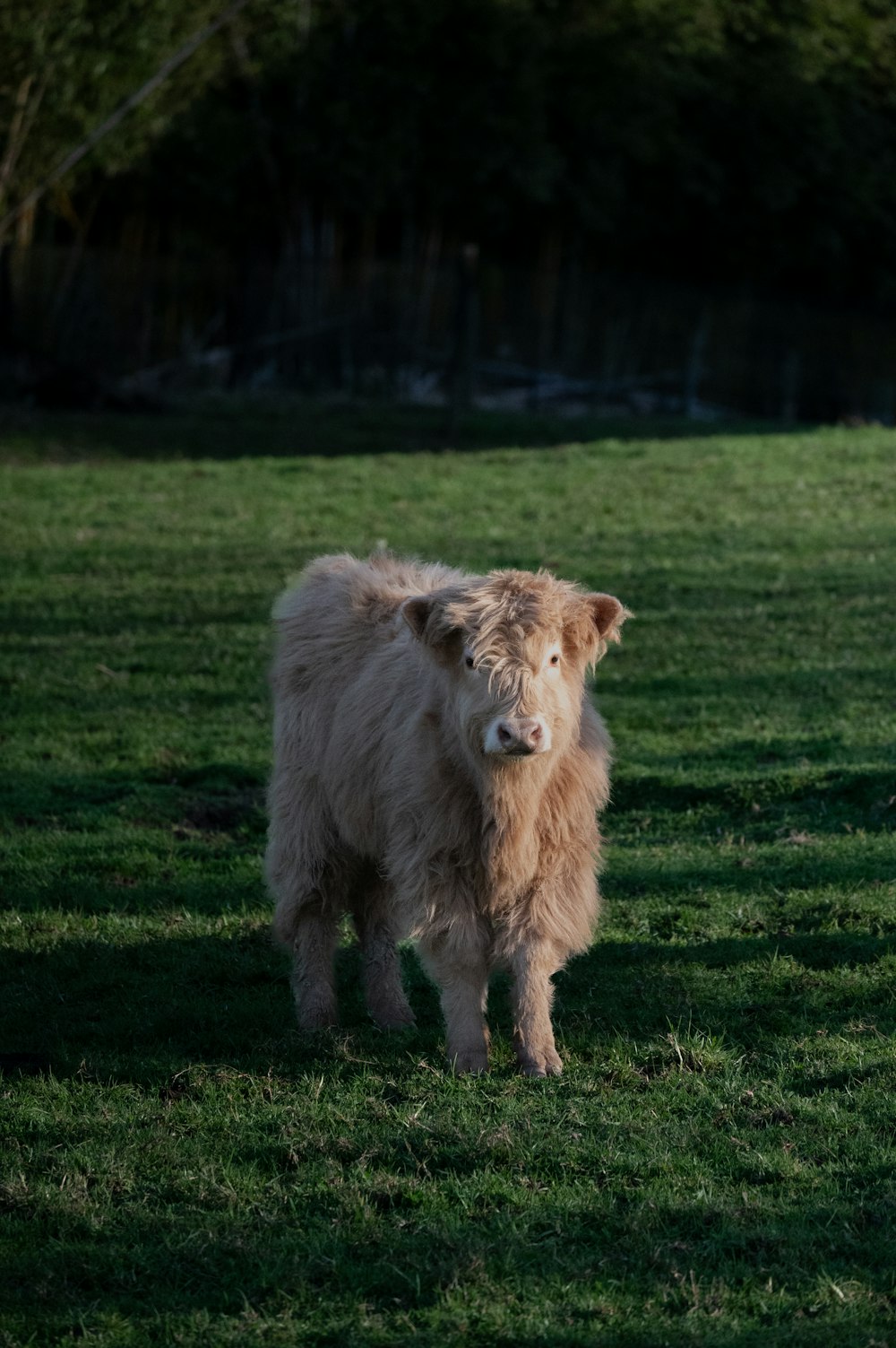 a brown cow standing on top of a lush green field