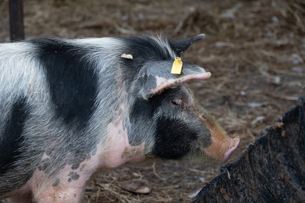 a black and white pig with a yellow tag on it's ear