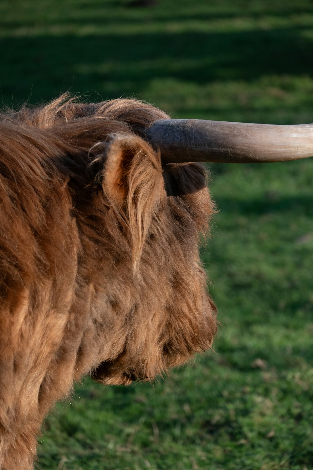 a close up of an animal with long horns