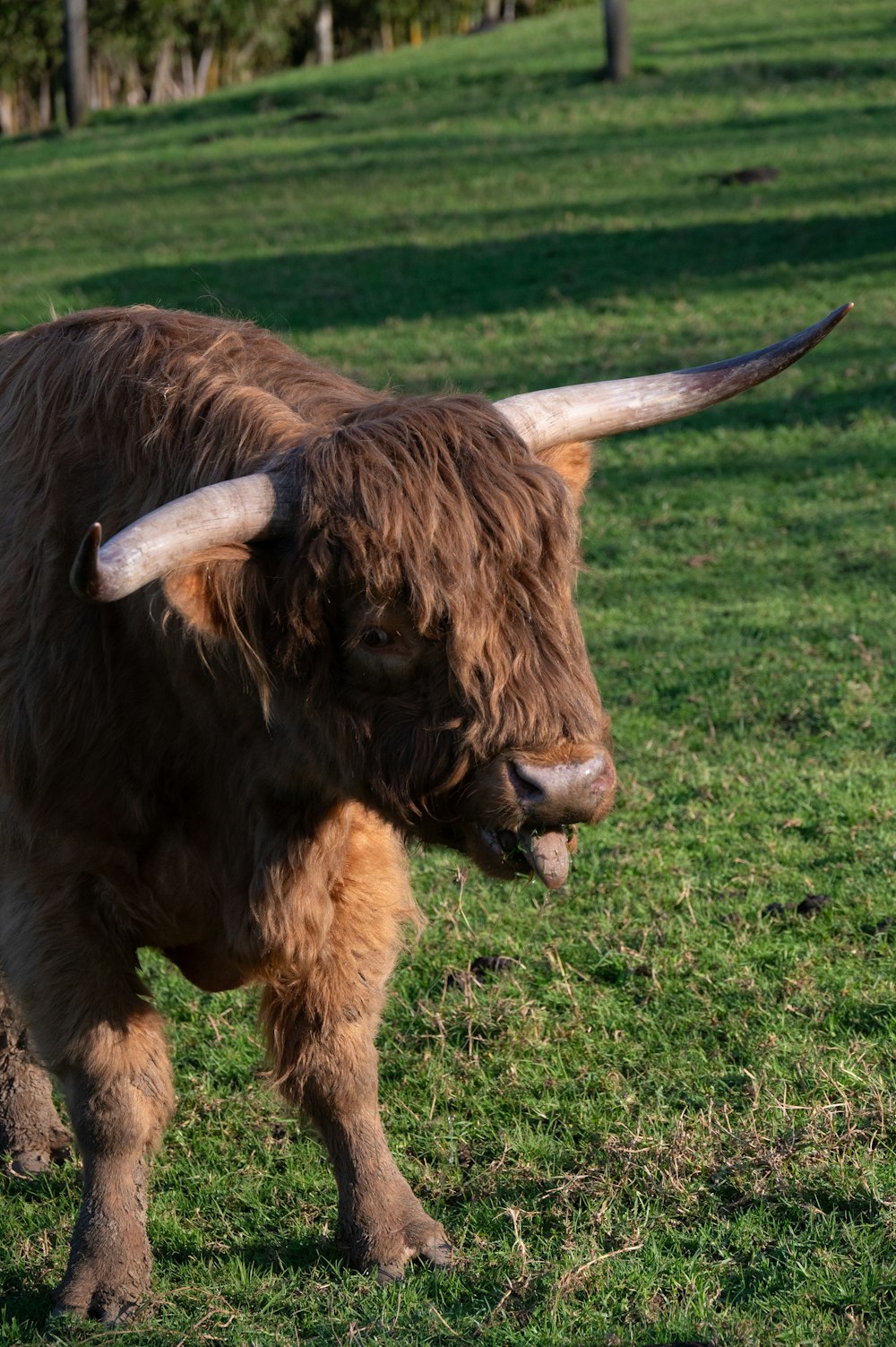 a bull with long horns standing in a field