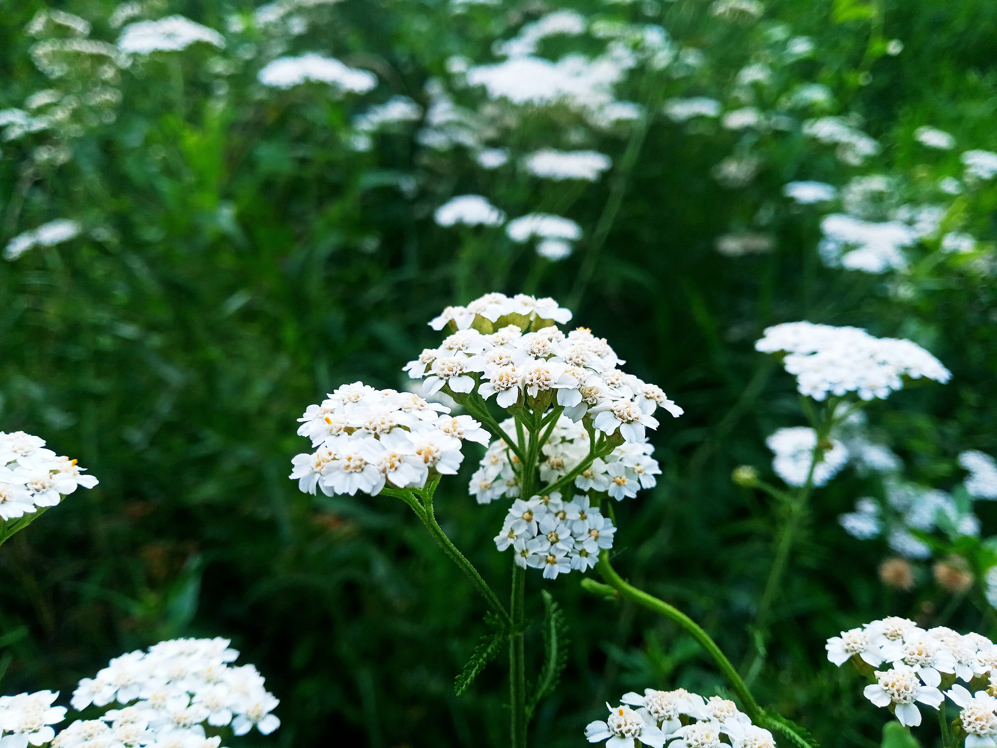 Photo by dmitry_burdakov