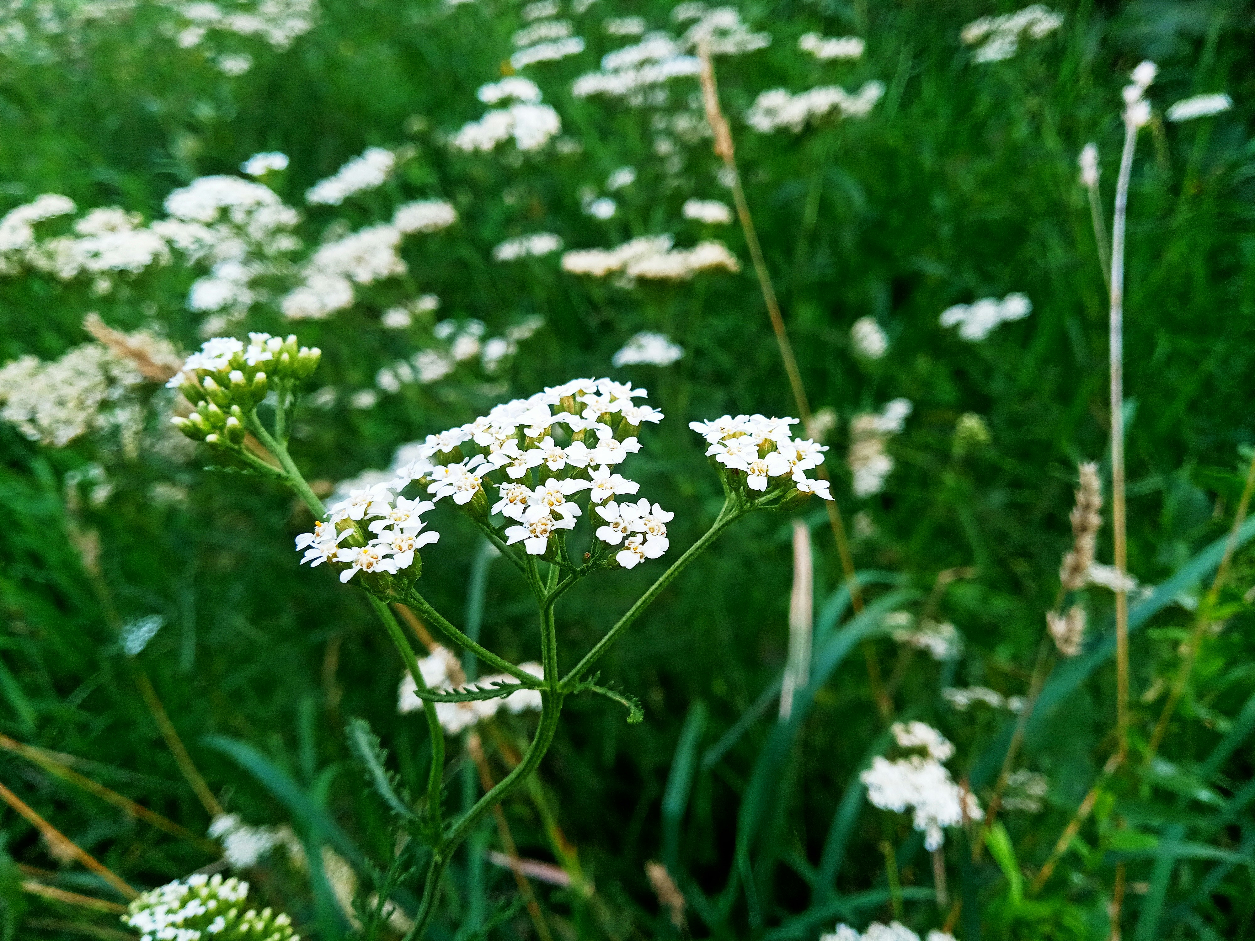 Photo by dmitry_burdakov