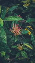 A vibrant and lush assortment of tropical leaves and flowers covered in droplets of water. The scene displays a mix of dark green leaves with a contrast of bright pink and yellow flowers scattered throughout, creating a vivid display of color and texture.