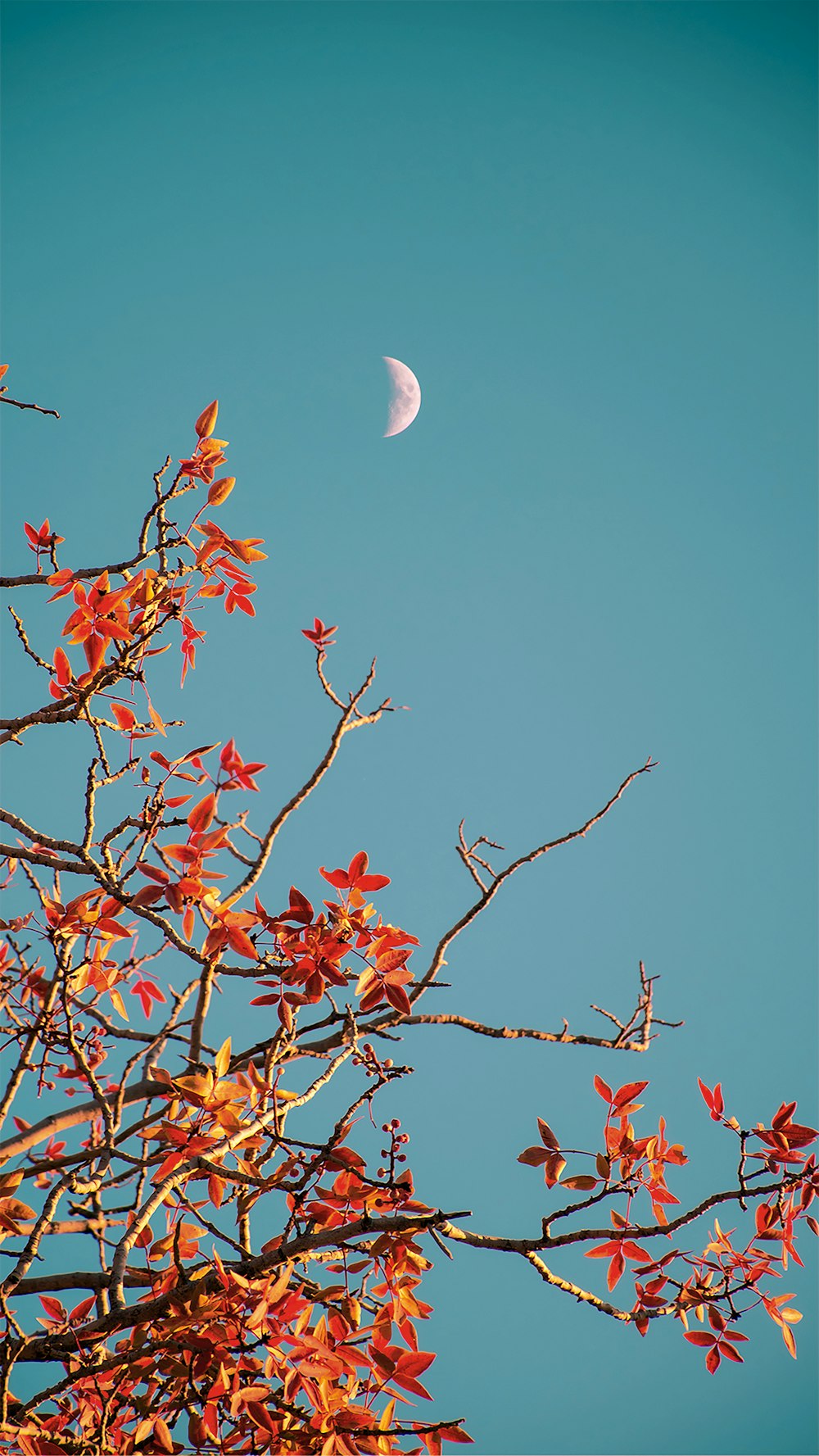 a tree with red leaves and a half moon in the sky