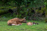 A mother cow with her calf resting comfortably in a shaded area of the farm