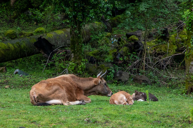 A mother cow with her calf resting comfortably in a shaded area of the farm