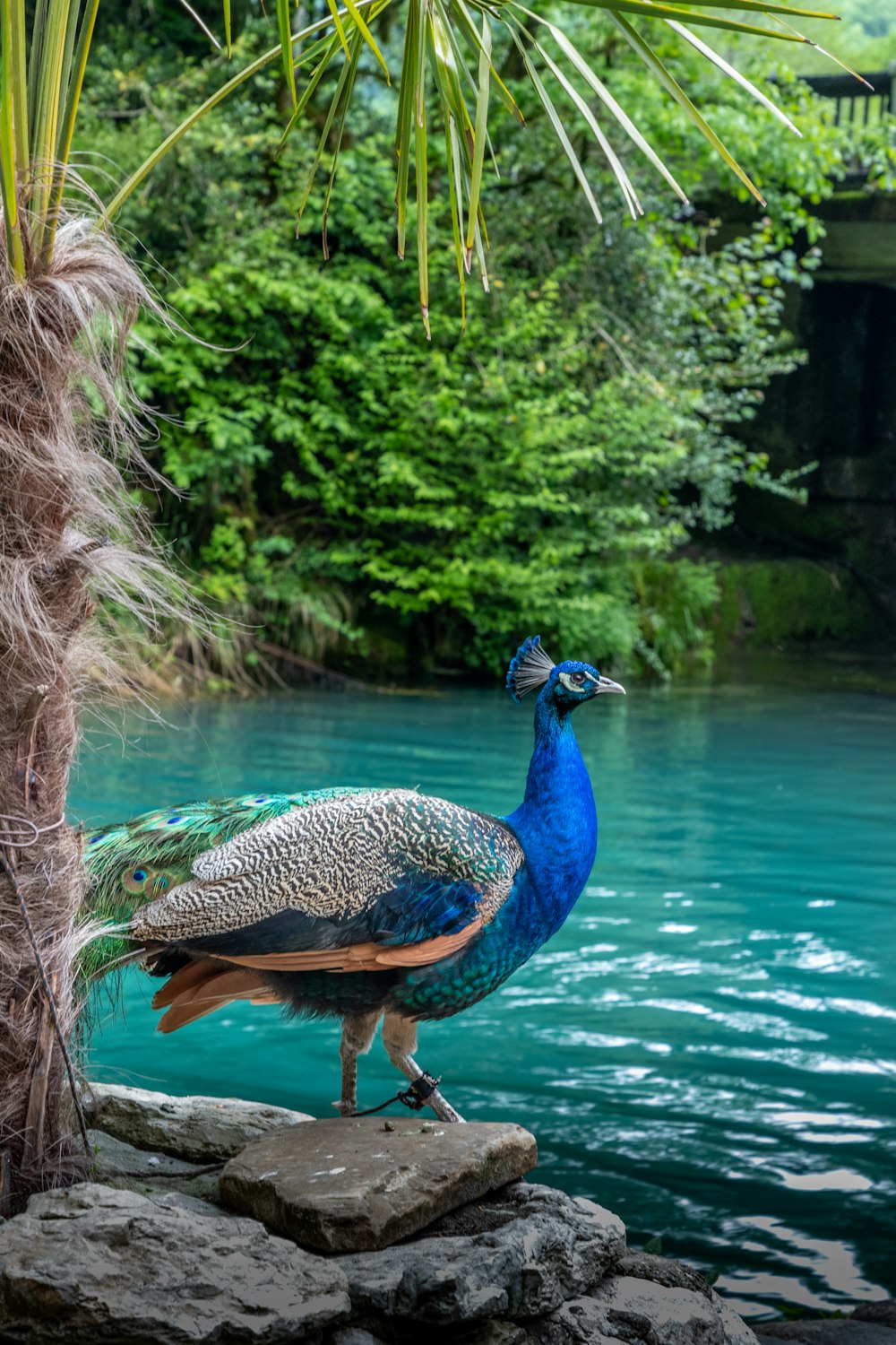 a peacock standing on a rock next to a body of water