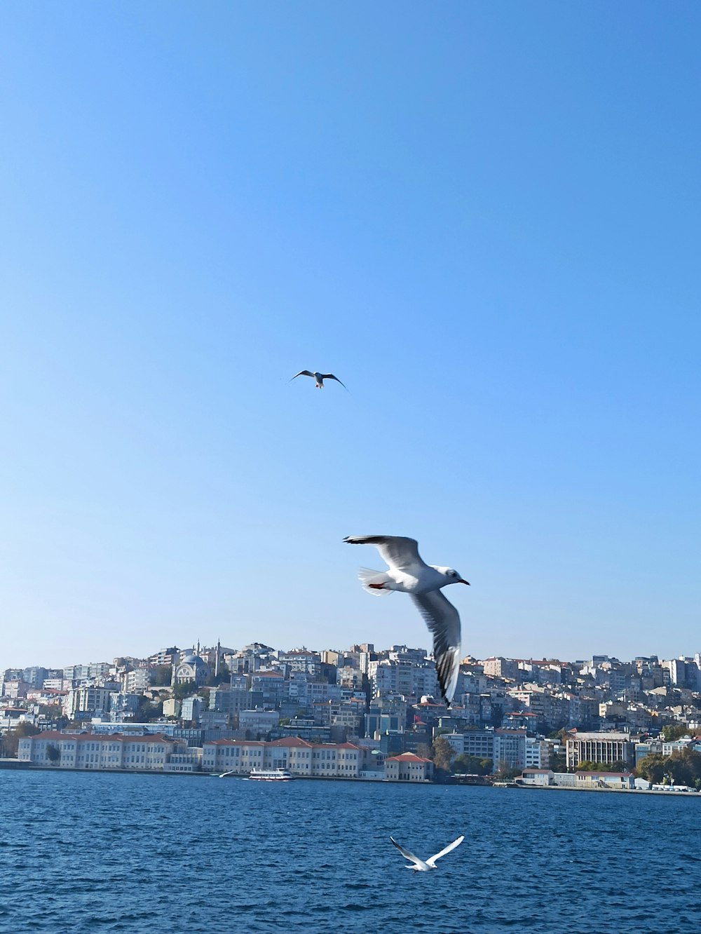 two seagulls flying over a large body of water