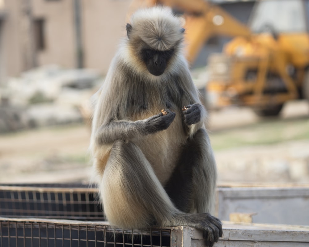 a monkey sitting on top of a metal fence