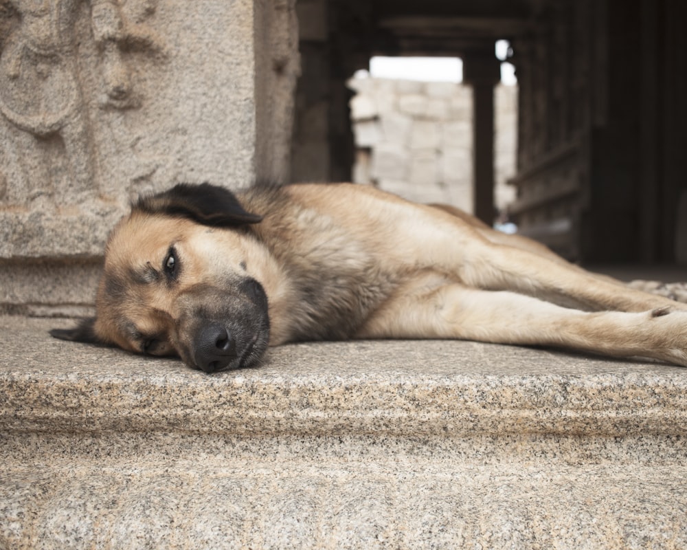 a dog laying on the ground next to a building