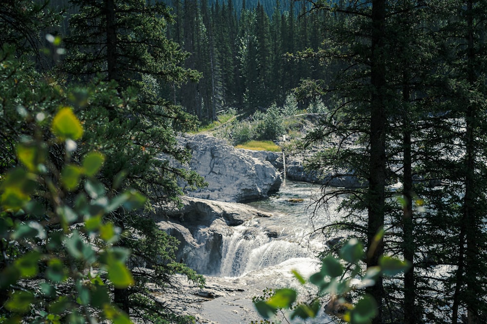 une rivière qui coule à travers une forêt remplie d’arbres