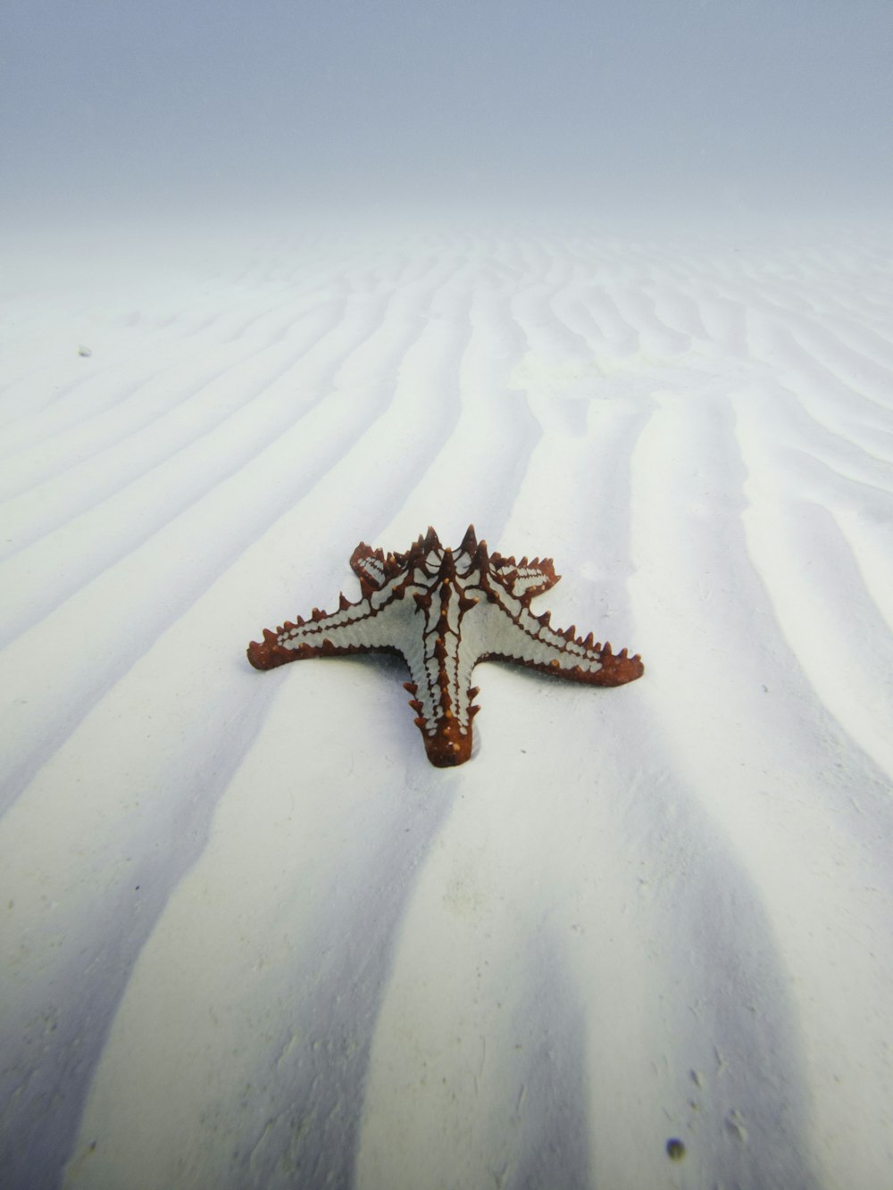 a starfish laying in the middle of a sandy beach