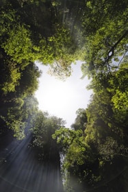 the sun shines through the trees in the forest
