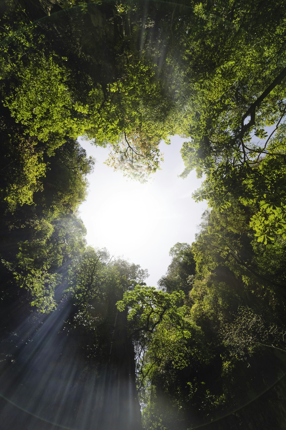 the sun shines through the trees in the forest