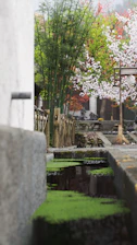 Tranquil bamboo grove with soft morning mist enveloping stone paths and delicate sakura blossoms.
