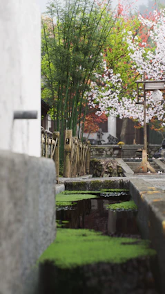 Tranquil bamboo grove with soft morning mist enveloping stone paths and delicate sakura blossoms.