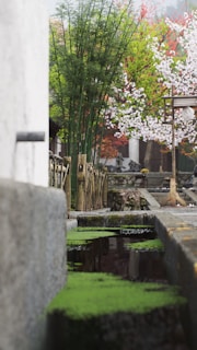 A serene outdoor setting features a narrow stone path alongside a shallow water canal adorned with green moss. Tall bamboo plants and blooming cherry blossom trees create a harmonious blend of green and pink hues in the background. Traditional architectural elements, such as a stone wall and wooden fence, add to the tranquil ambiance.
