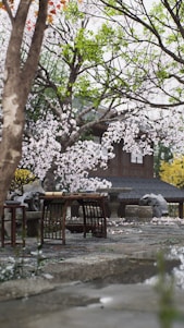 A serene Japanese garden with a tea ceremony setup under cherry blossoms.