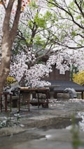 A tranquil garden scene featuring cherry blossom trees with delicate pink flowers surrounding a traditional wooden structure. A stone path leads through the garden, past a wooden table and stool. Lush green leaves and scattered petals enhance the serene ambiance.
