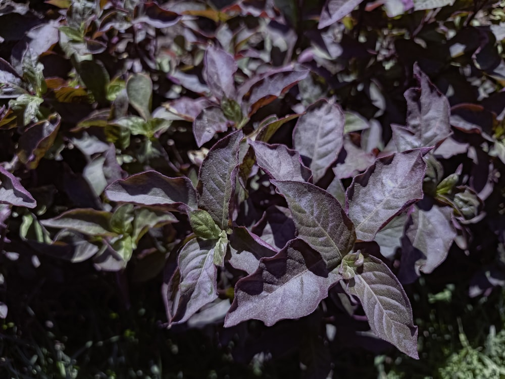 a close up of a plant with purple leaves