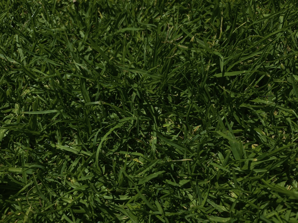 a close up of a frisbee laying in the grass