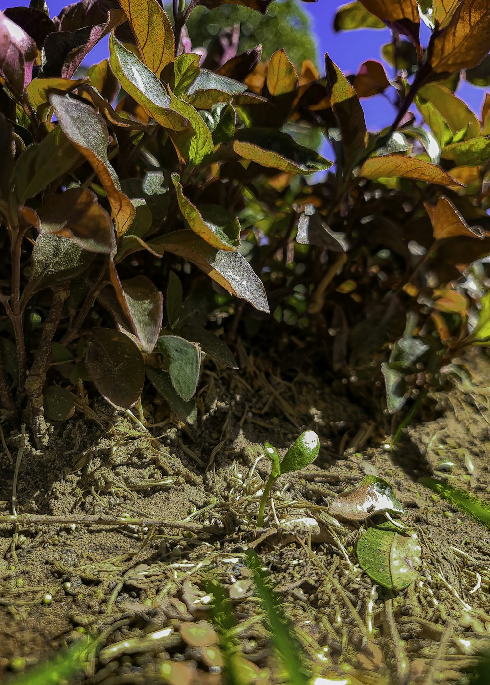 a close up of a plant in the dirt