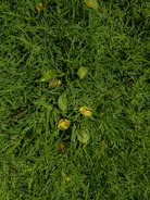 Close-up of freshly mowed green lawn with clean edges