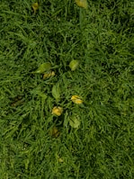 A close-up view of neatly trimmed grass with scattered yellow and green leaves.