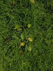 A close-up view of neatly trimmed grass with scattered yellow and green leaves.