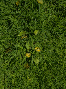 Close-up of freshly trimmed grass edges along a sidewalk in a neighborhood yard.