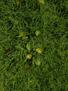 A close-up of a mower cutting through thick grass with clippings neatly trimmed.
