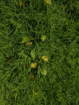 A close-up view of neatly trimmed grass with scattered yellow and green leaves.