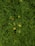 A close-up view of neatly trimmed grass with scattered yellow and green leaves.