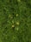 A close-up view of neatly trimmed grass with scattered yellow and green leaves.