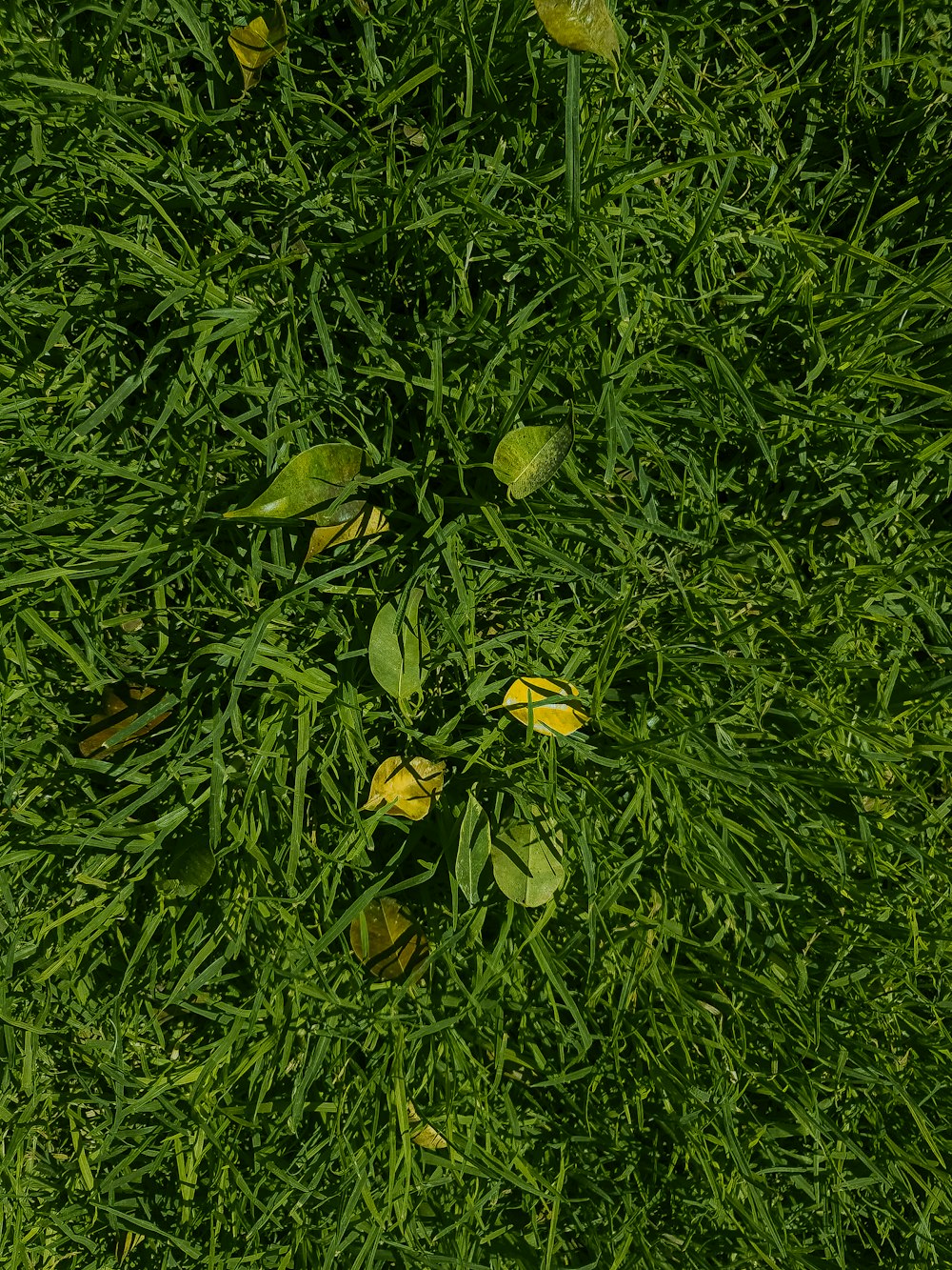 a patch of green grass with yellow flowers