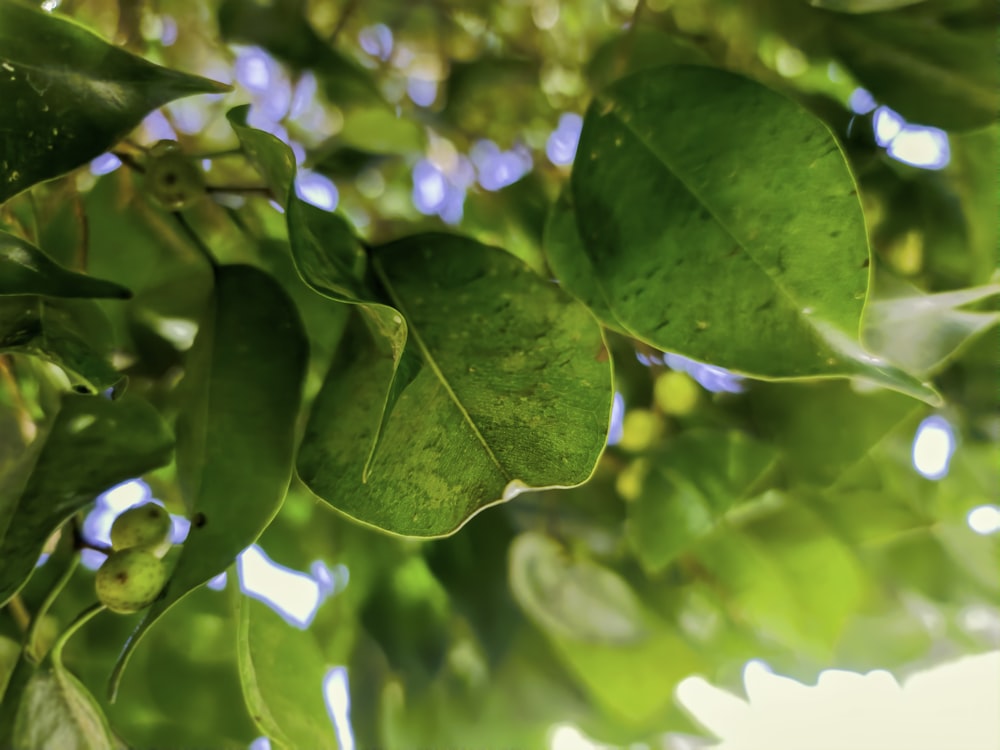 a close up of a tree branch with leaves