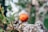 A red and yellow apple rests on a lichen-covered tree branch surrounded by green leaves. The background features blurred shades of green and brown, contributing to a natural, serene setting.