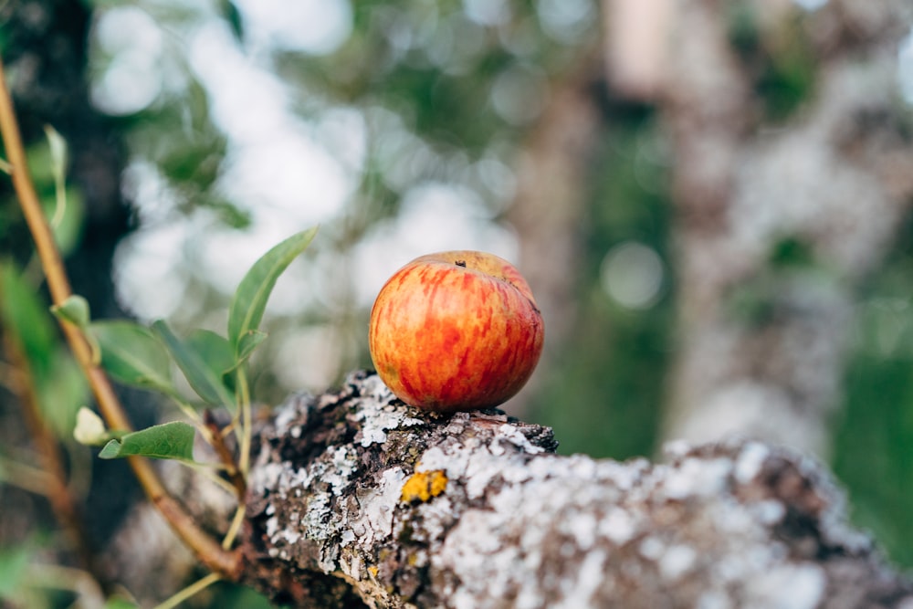 an apple sitting on top of a tree branch