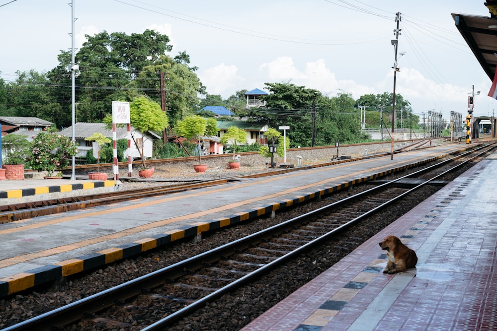a dog is sitting on the train tracks