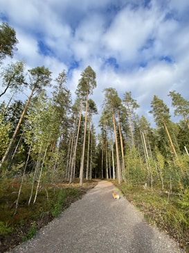 A serene forest path stretches into the distance, lined with tall, slender trees reaching towards a partly cloudy sky. Green foliage borders the path, and a small dog walks along the trail, enhancing the peaceful, natural setting.