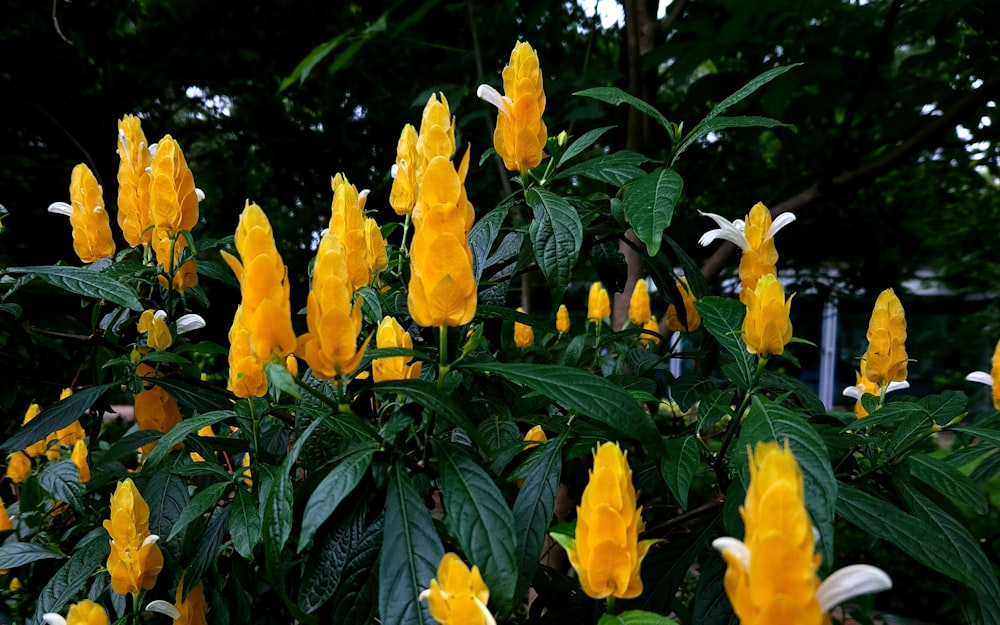 a bush of yellow flowers with green leaves