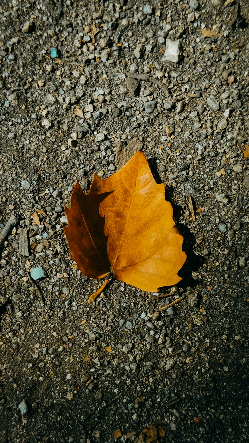 a yellow leaf laying on the ground