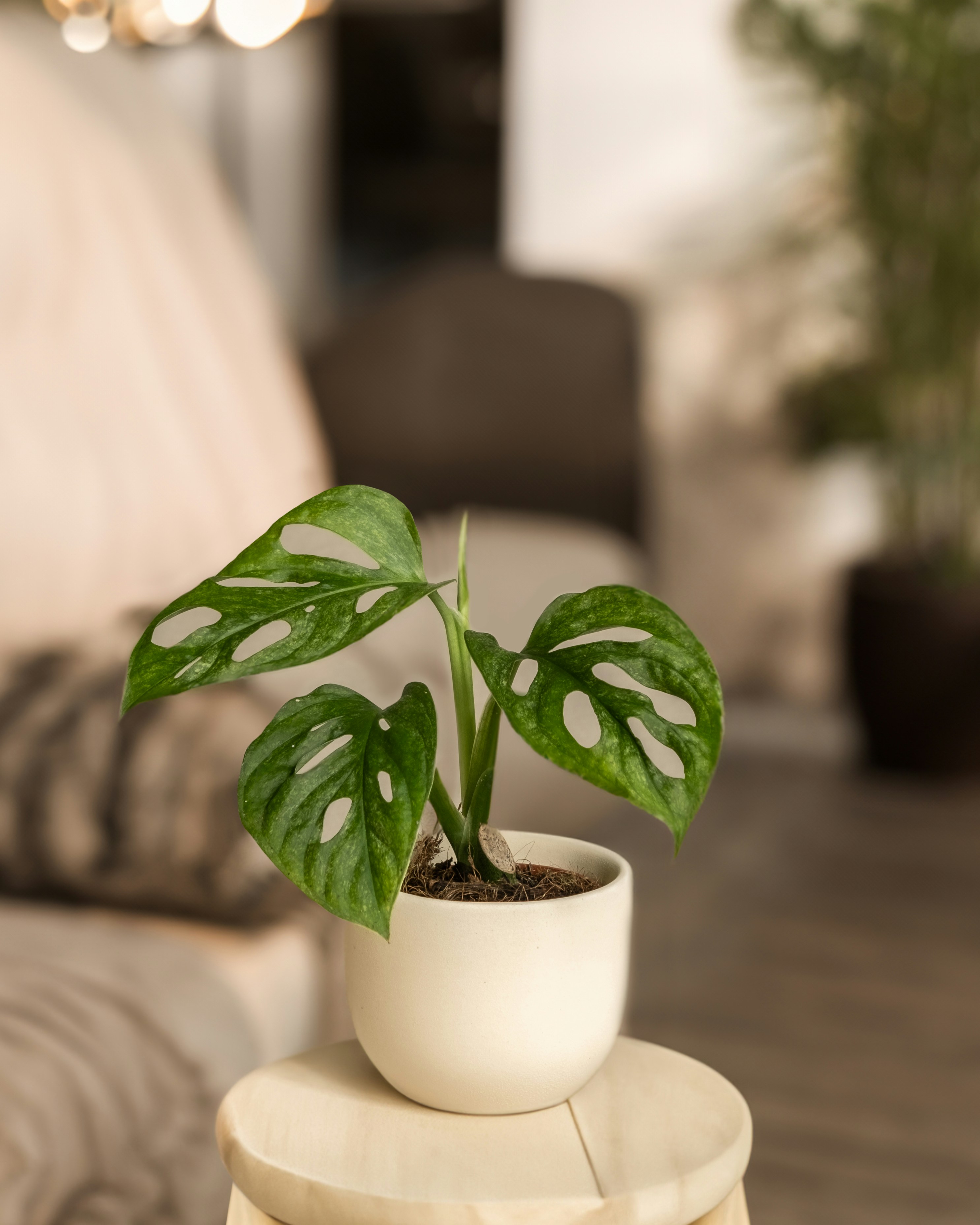 Photo by feeypflanzen