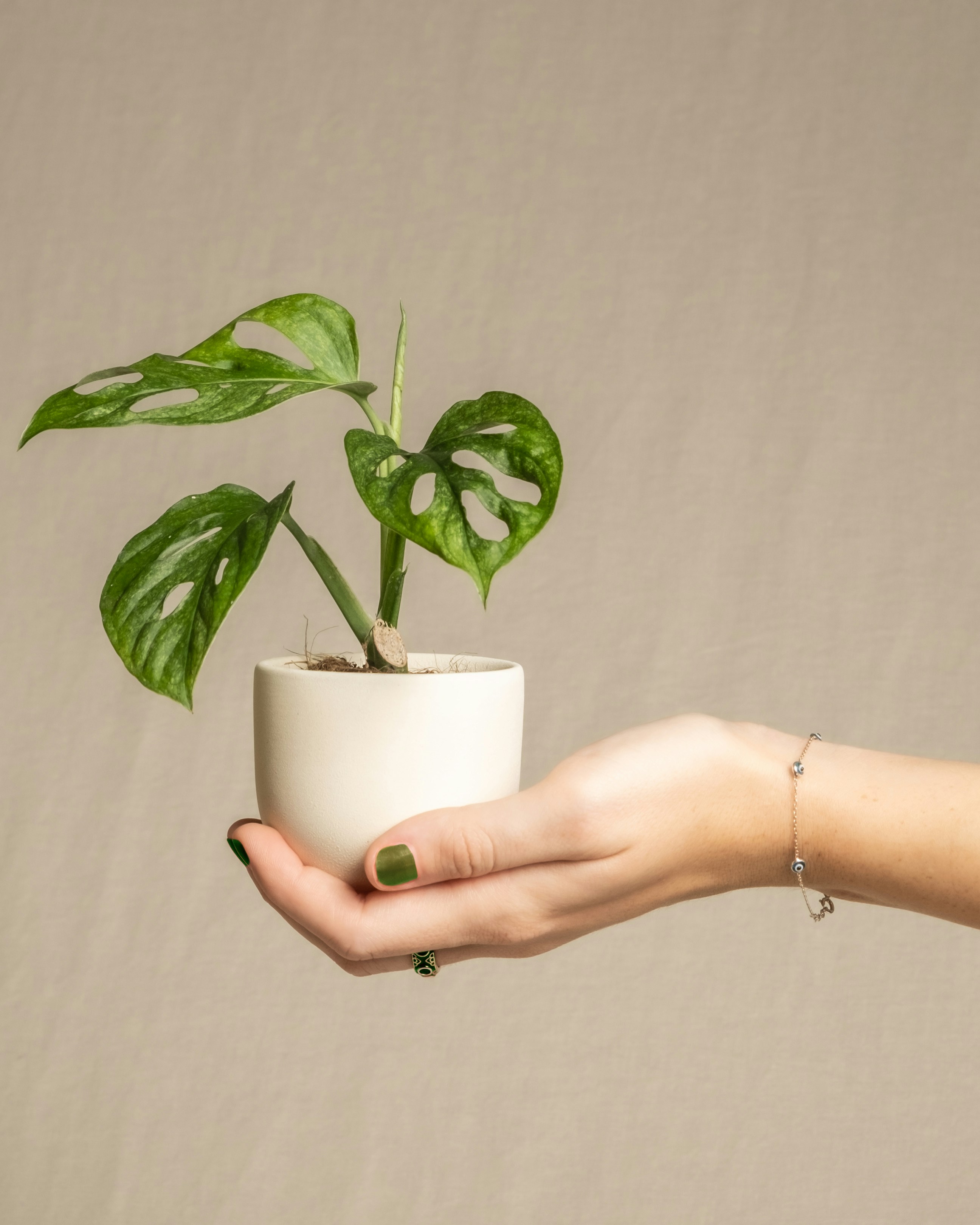 Photo by feeypflanzen