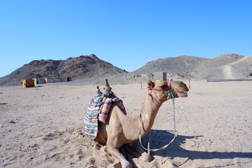 a camel sitting in the middle of a desert