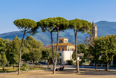 Umbrella pines on the rampart of Lucca’s walls, with the town behind
