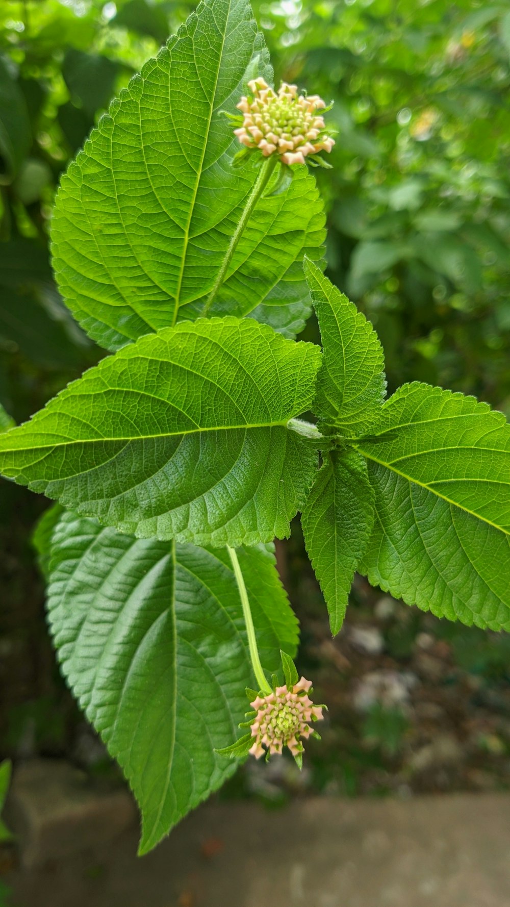 a close up of a green leaf with small flowers